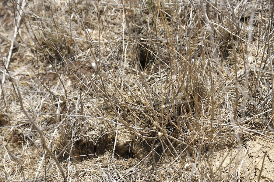 Topillos en la zona del río Valdeginate, Palencia