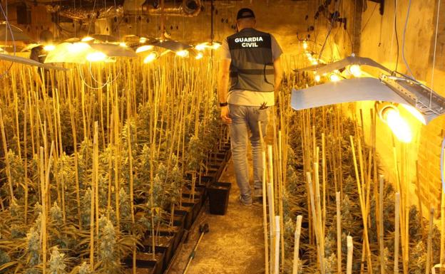 Desmantelan una plantación de marihuana de alto rendimiento en una nave industrial de Mucientes, en Valladolid