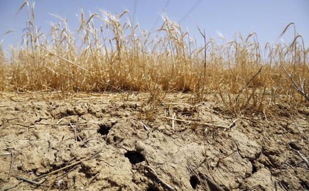 Un estudio de la UVa busca comprender las claves de la ecología y dinámica de los topillos para controlar su población