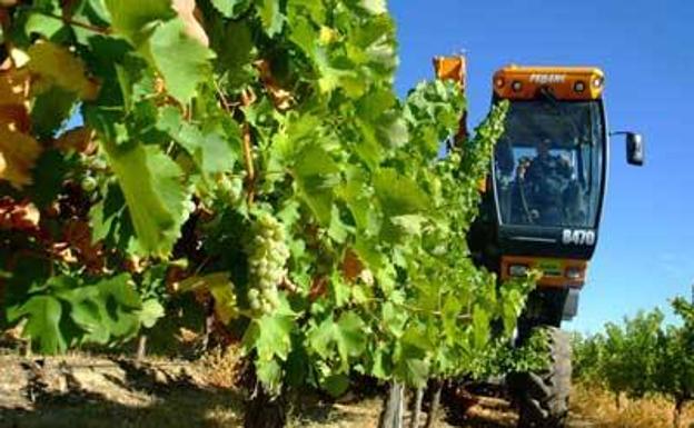 El Instituto de Ciencias de la Vid y del Vino propone una técnica para retrasar la maduración de la uva