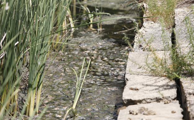 Sanidad confirma dos casos de tularemia e investiga un tercer caso sospechoso en Palencia