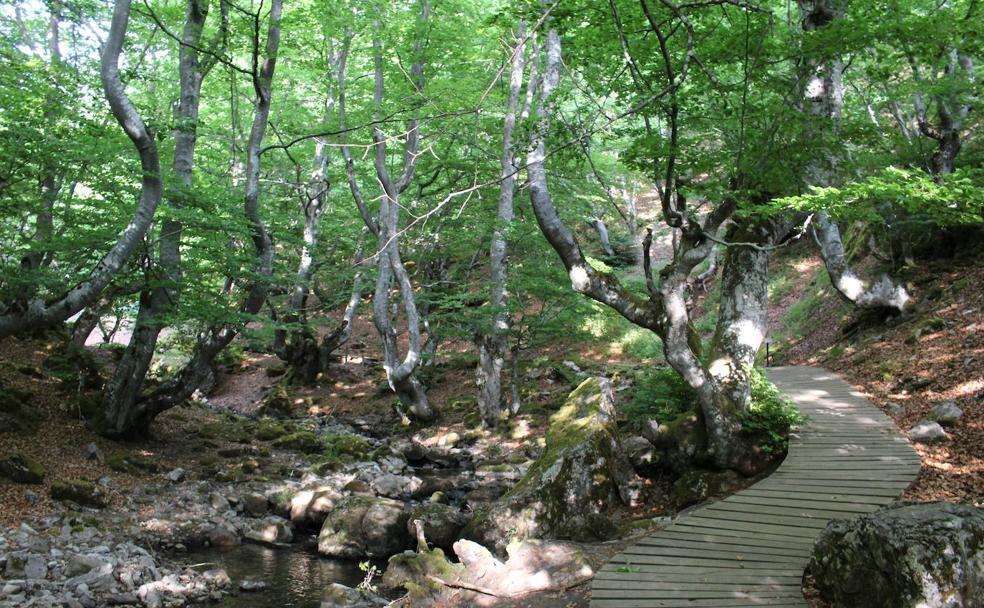 El Faedo de Ciñera: el bosque encantado existe