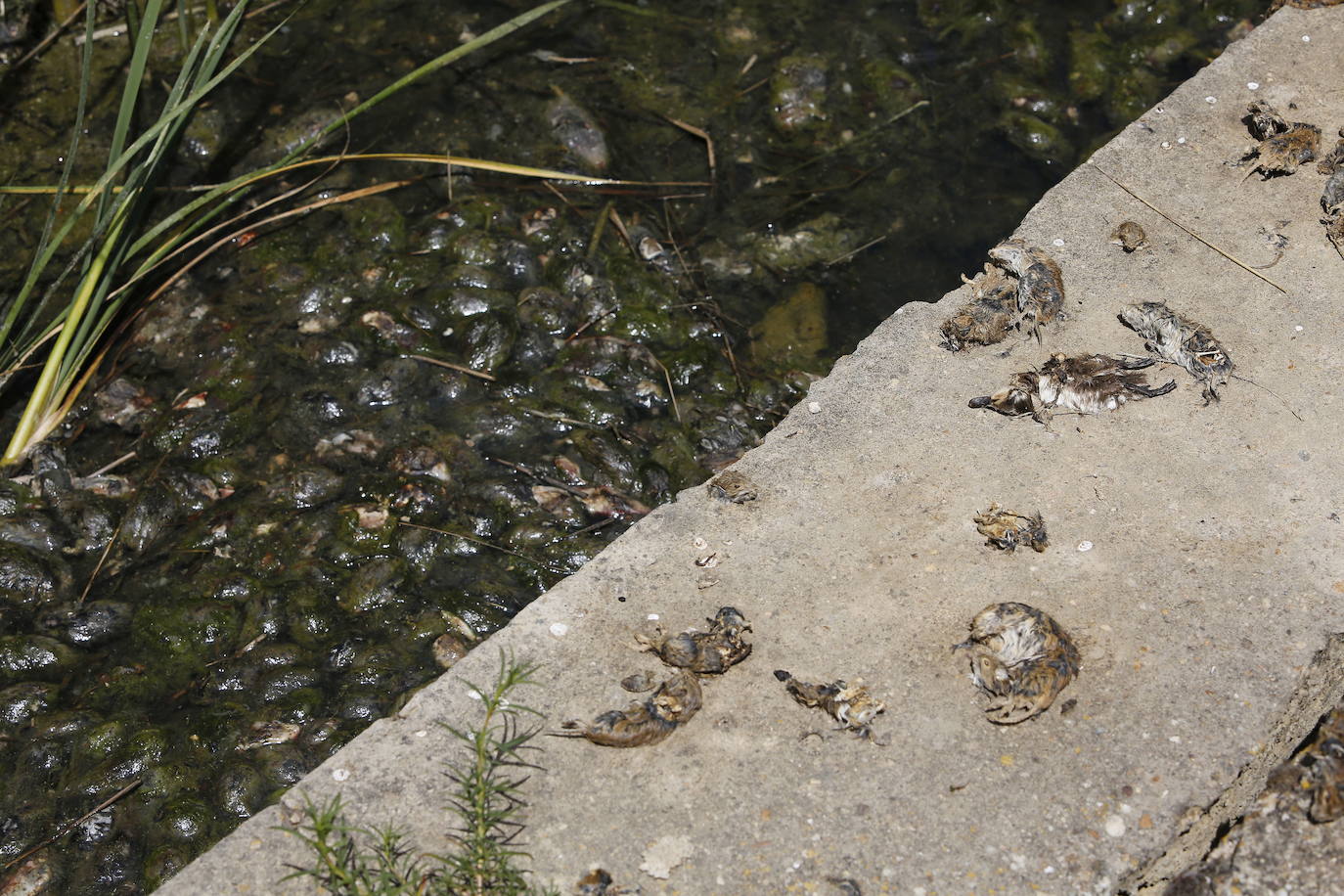 Sanidad confirma cuatro casos de tularemia en la provincia de Palencia e investiga otros tres