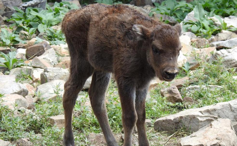 Y finalmente triunfó Sancha: el nuevo bisonte leonés ya tiene nombre