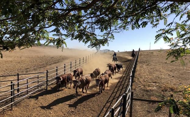 Cuéllar volverá a tener toros, en vez de novillos, para el encierro del domingo