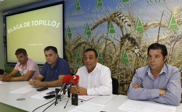 Asaja considera irresponsable la actuación de la Junta en la lucha contra los topillos en Palencia