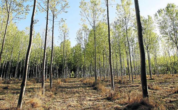 El nuevo criterio en la medición de la ribera de los ríos deja sin plantar 5.000 hectáreas de chopos