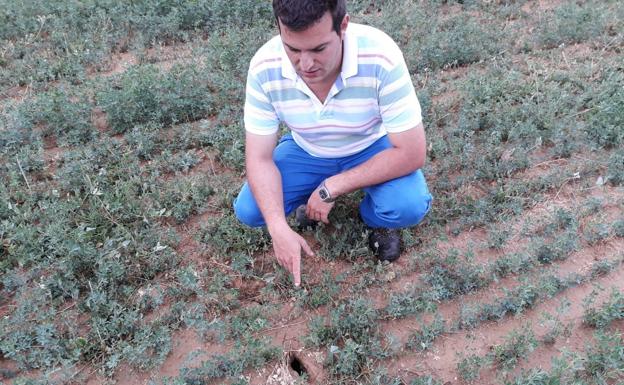 El primer afectado del año por tularemia: «Me he pasado una semana en la cama con cuarenta de fiebre»