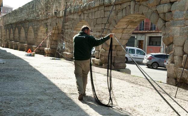 Diez vencejos segovianos estrenan en España un nuevo dispositivo GPS más preciso