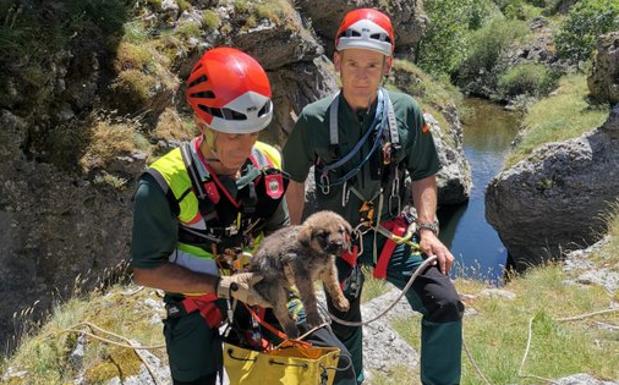 Heroico rescate del Greim de Sabero de tres cachorros de mastín en un canal de León