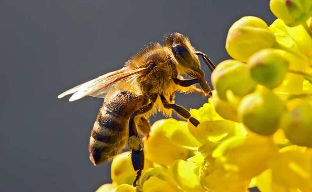 Insectos: molestos, abundantes, invasores… y necesarios