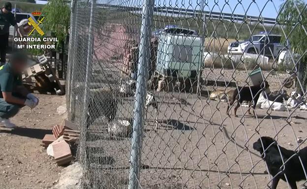 Detenido un criador de perros en Burgos por maltrato animal