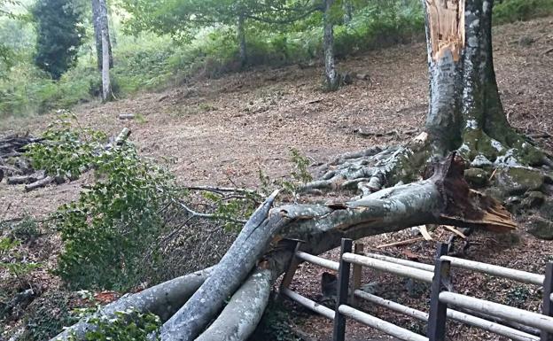 Marchas hasta el Haya de Herguijuela para denunciar su estado