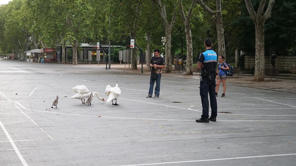 Una pareja de cisnes y sus crías salen de 'paseo' por la Acera de Recoletos de Valladolid