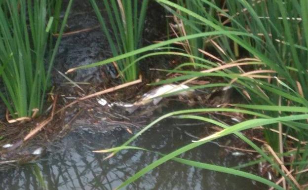 Aparecen numerosos peces muertos a lo largo del cauce del río Esgueva en Valladolid