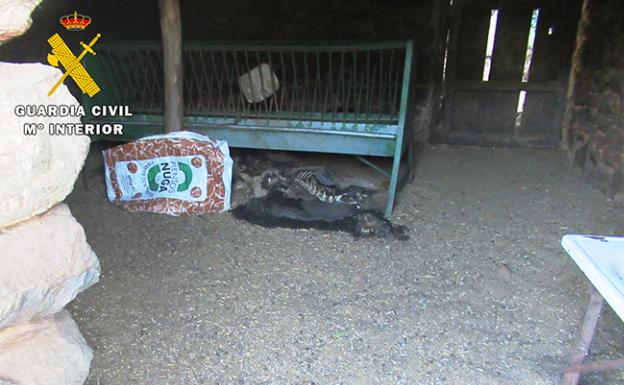 Investigado por dejar morir a más de cuarenta animales en Ávila
