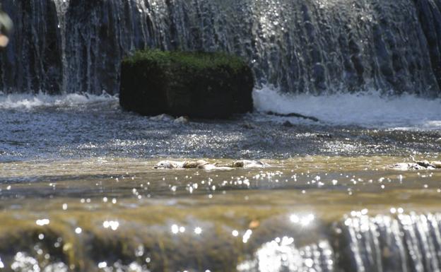 El Esgueva, con un caudal bajo mínimos, continúa arrastrando peces muertos a su paso por Valladolid