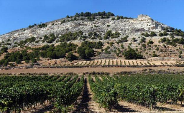 Los viticultores de Castilla y León suman derechos para plantar otras 708 hectáreas de viñedo