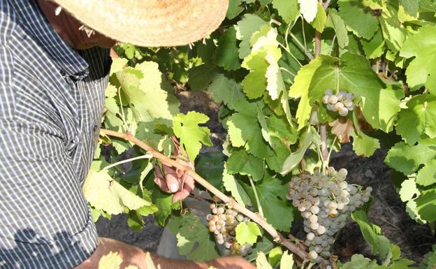 Luz verde a los vinos blancos de uva albillo en la Ribera del Duero