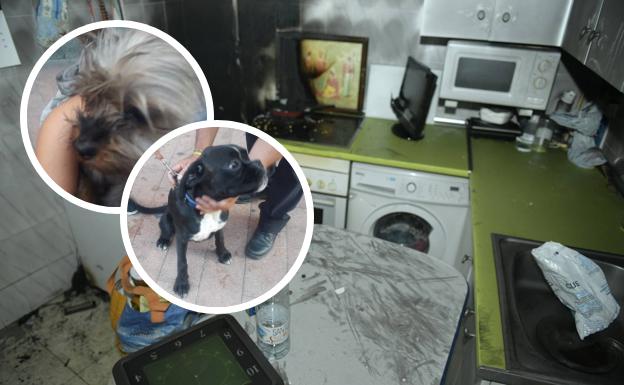 Rescatados dos perros en el incendio de una vivienda en el barrio de Delicias de Valladolid