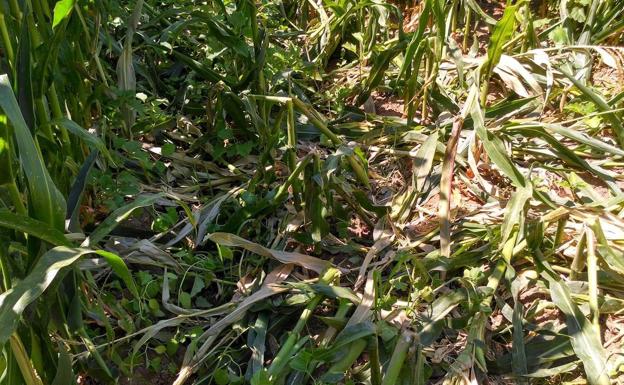 Los jabalíes vuelven atacar un campo de maíz en la localidad de Pollos