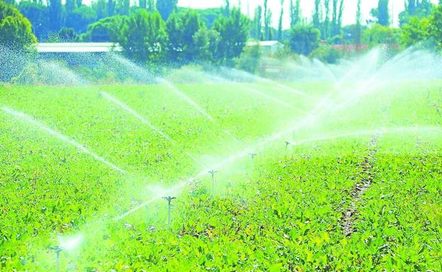 Los productores auguran una buena campaña de remolacha con más de 100 toneladas por hectárea