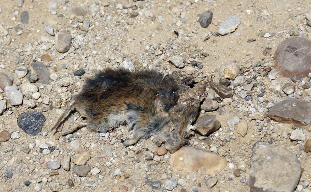 La Junta confirma un séptimo caso de tularemia en la provincia de Palencia