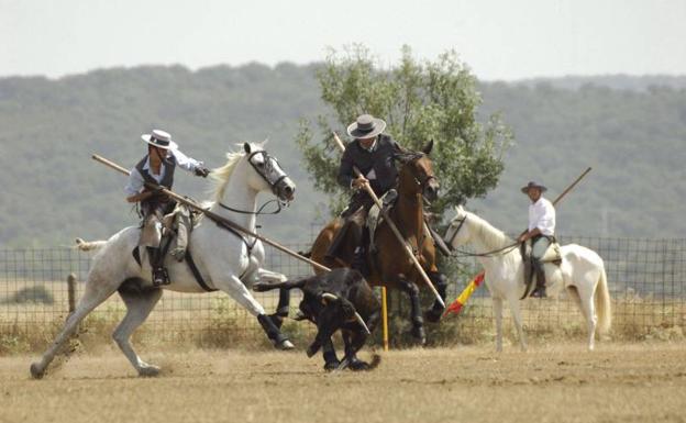 El Juli y Perera estarán en el concurso de acoso y derribo de Ciudad Rodrigo