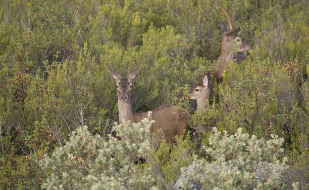 Serpenteo entre naturaleza