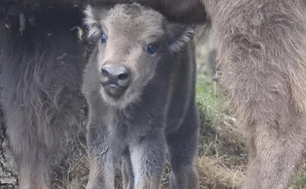 Nace «por sorpresa» un nuevo bisonte en el Museo de la Fauna Salvaje, el segundo en menos de un mes