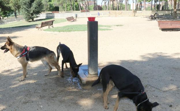 Llevar a un perro sin correa en Valladolid puede costar a su dueño entre 150 y 600 euros