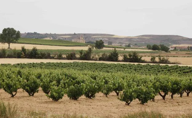 La OIVE pide que unos requisitos mínimos de calidad para la uva y los vinos sin DOP ni IGP
