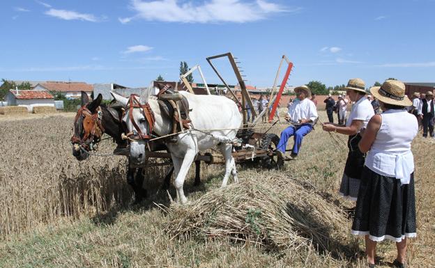 Castrillo de Villavega recupera las tradiciones del campo con su XIX 'Fiesta de la Trilla'