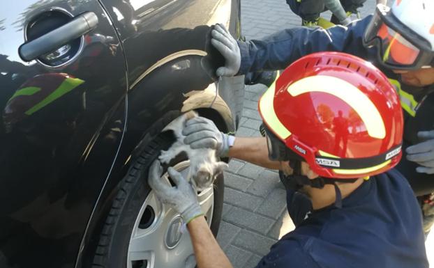 Los bomberos de Valladolid sacan a un gato de los bajos de un coche estacionado en Padre Llanos