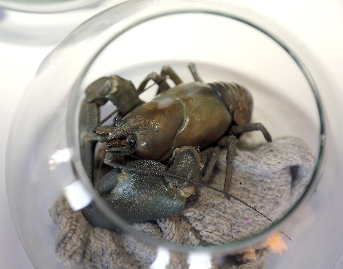 Herrera de Pisuerga disfruta del Festival del Cangrejo