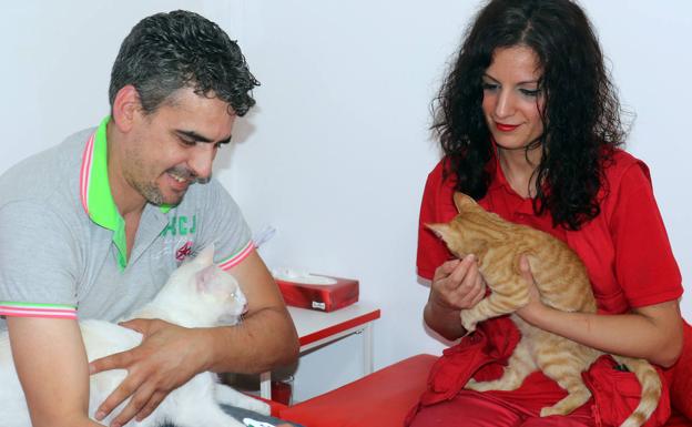 Una voluntaria impulsa un albergue para gatos en su tienda de La Victoria