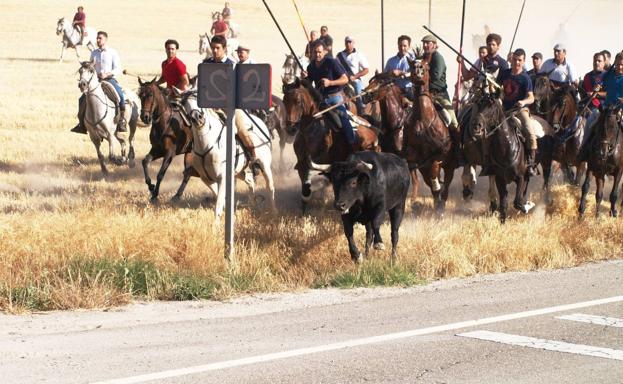 Rápido y casi perfecto el primero de los encierros camperos de Íscar