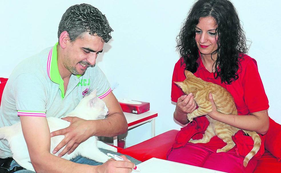 Una voluntaria impulsa un albergue para gatos en su tienda de La Victoria