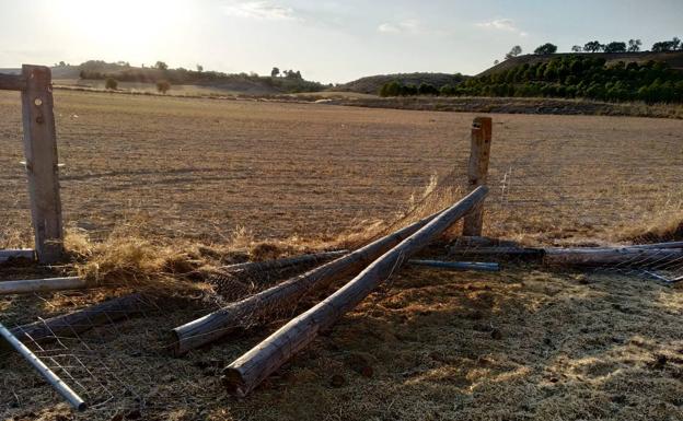 Derriban la valla de una finca y sueltan de forma «intencionada» a nueve vacas entre Fuensaldaña y Mucientes