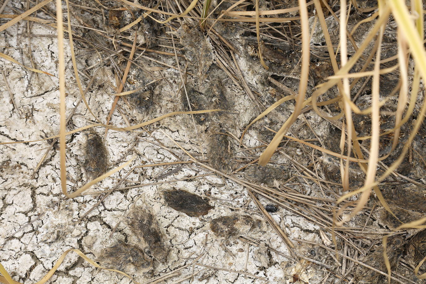 Palencia registra ya 16 casos de tularemia