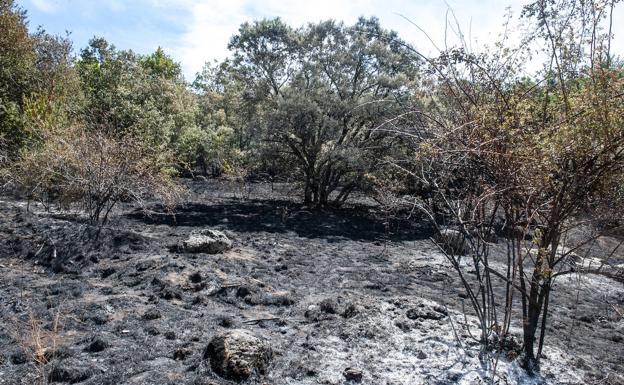Un partido de fútbol recaudará dinero para reforestar la sierra de Guadarrama