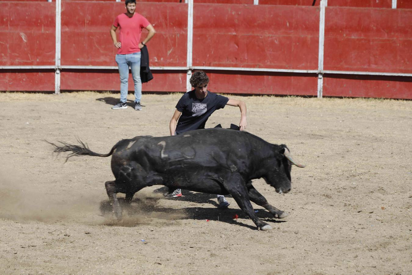 Multitudinario encierro y toro del cajón en las fiestas de Campaspero