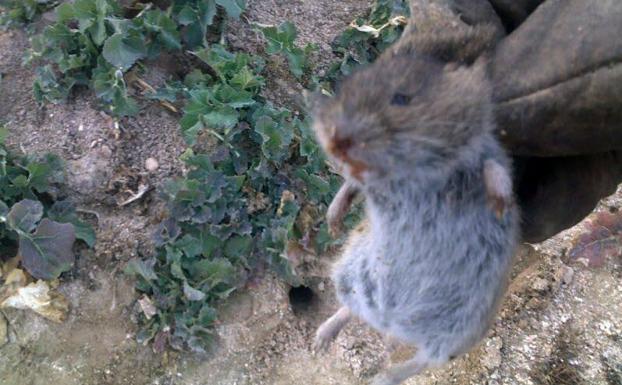 Tres nuevos casos elevan a 23 los afectados por tularemia en Palencia
