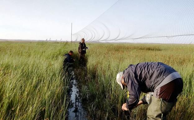 Global Nature anilla aves migratorias en los humedales de Tierra de Campos