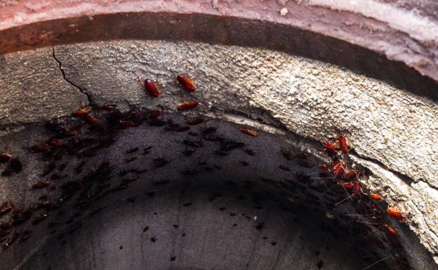 Estas son las recomendaciones para evitar la proliferación de ratas y plagas