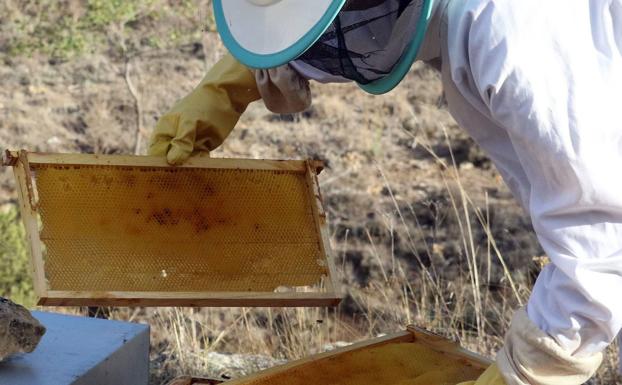 Unión de Campesinos de Segovia denuncia la falta de control en el sector apícola