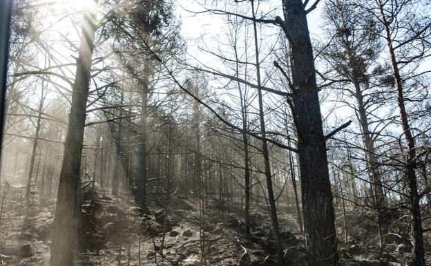 La Junta apunta a un «mecherazo» como causa intencional del fuego en el Parque de Guadarrama