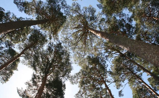 Un empresario gallego transportaba a una empresa de Segovia madera de pino infectada