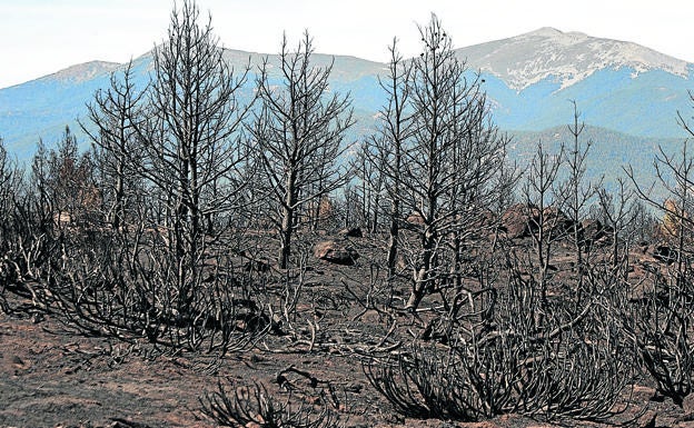 «El fuego se hubiera comportado igual por muy limpia que estuviera la parcela»