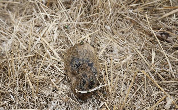 Dos nuevos casos elevan a 25 el número de afectados por la tularemia en Palencia